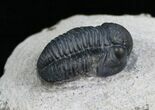 Very Detailed Gerastos Trilobite - #5358-2